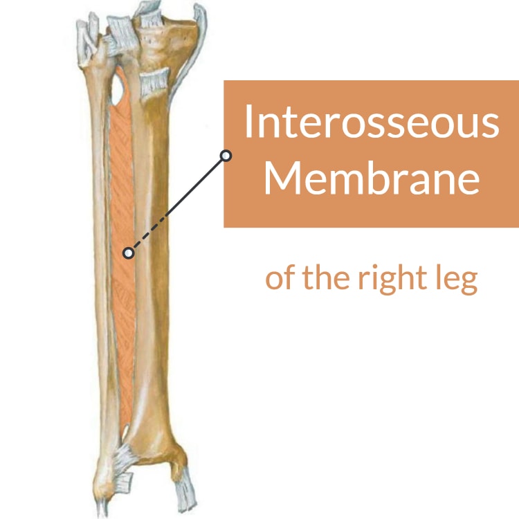 Interosseous Membrane Of Leg Fascial Release Video Capable Body