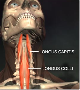 longus capitis cadaver
